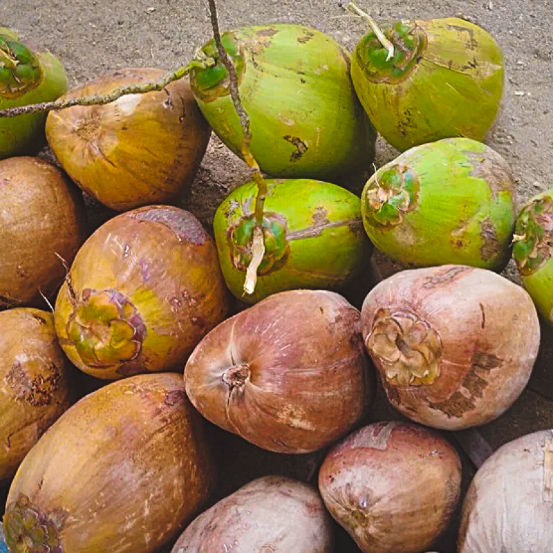 எழுமாத்தூர் தேங்காய் விலை நிலவரம் | Elumathur Coconut Rate