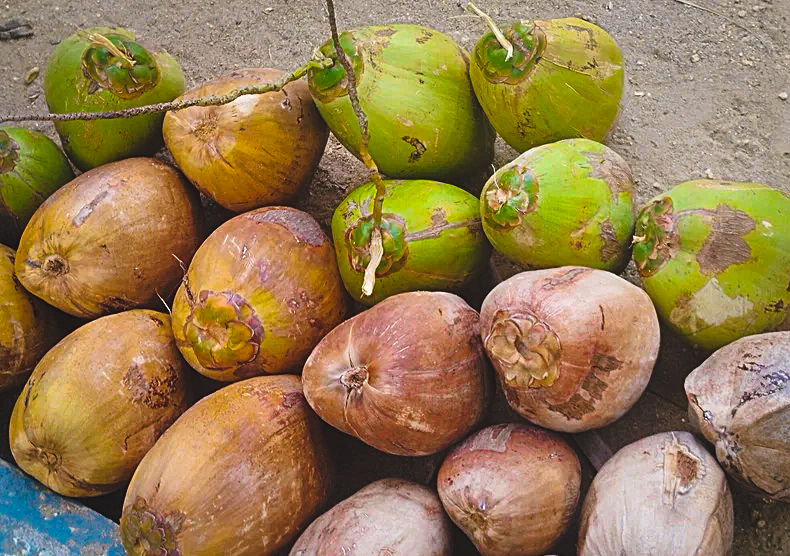 அவல்பூந்துறை தேங்காய் விலை நிலவரம் |Avalpoondurai Coconut Rate