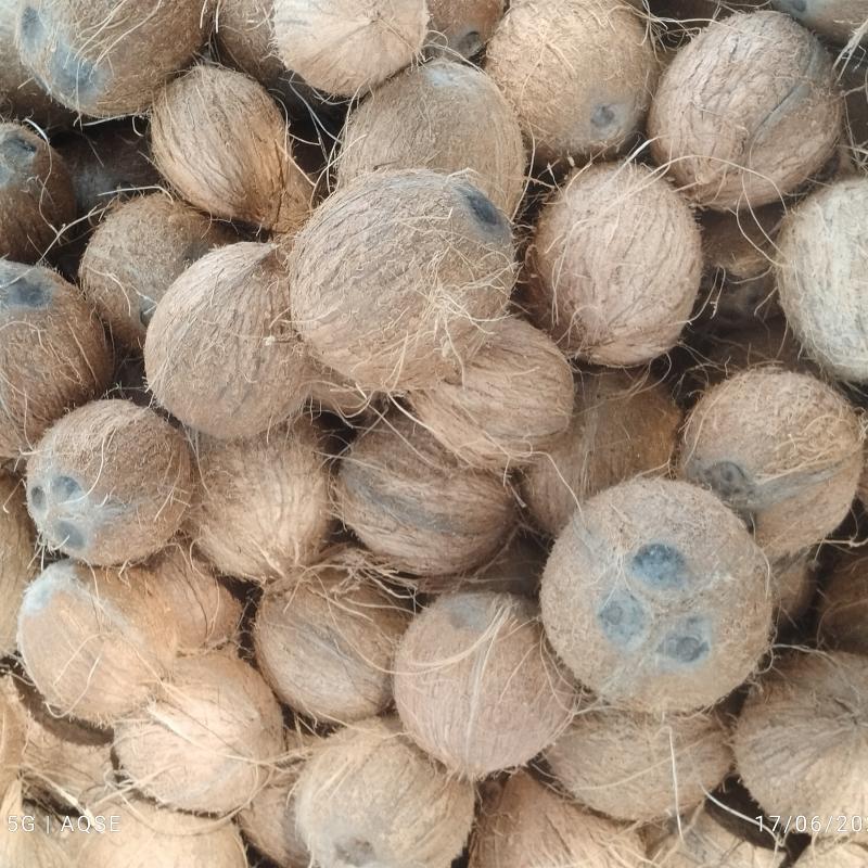 Coconut Rate At Perundurai Society | தேங்காய் விலை பெருந்துறை