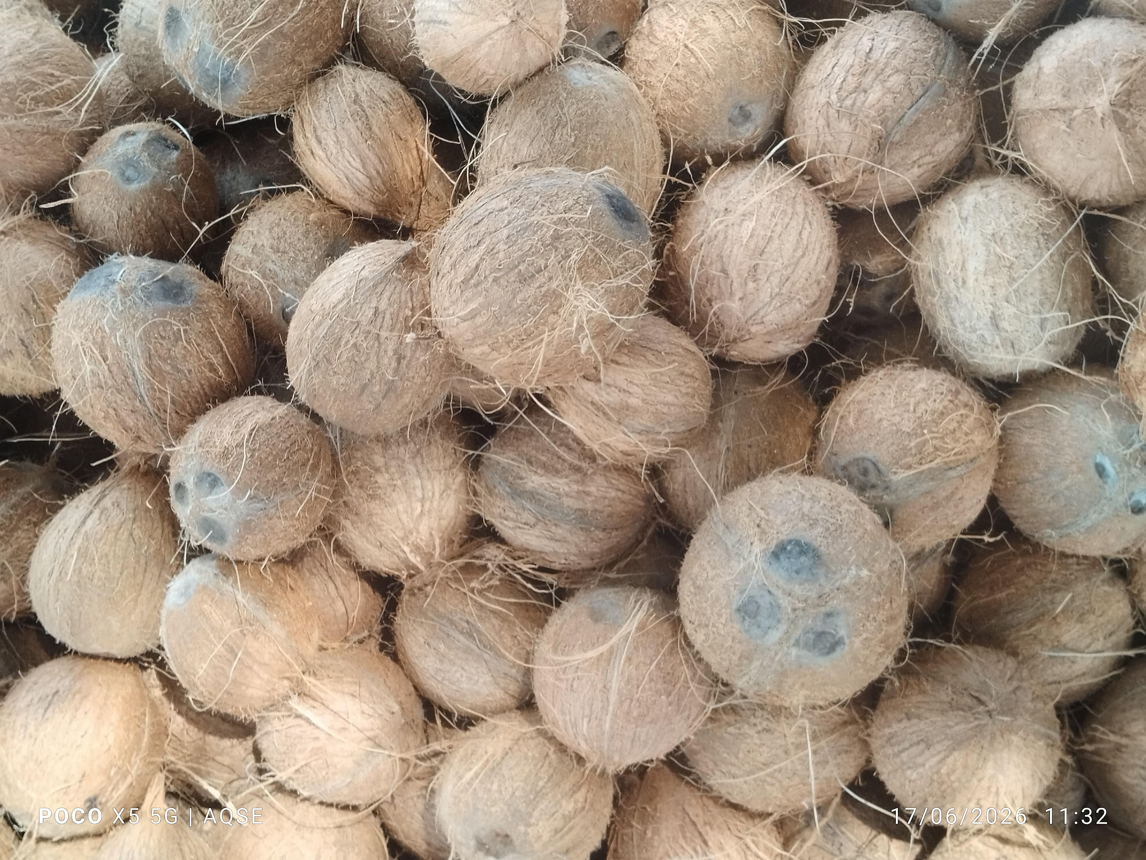 Coconut Rate At Avalpoondurai On 03rd Oct 2026 | அவல்பூந்துறை தேங்காய் ஏல விலை நிலவரம் | 03-10-2026 | AQSE Group